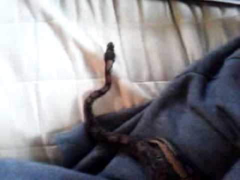My Ball Python Monty exploring my room a bit.