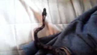 Celebrity My Ball Python Monty exploring my room a bit. Net Worth