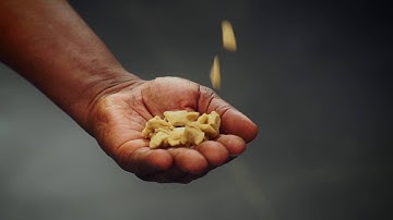 How Bosch Technology helps to improve the life of African communities: Cassava in Nigeria