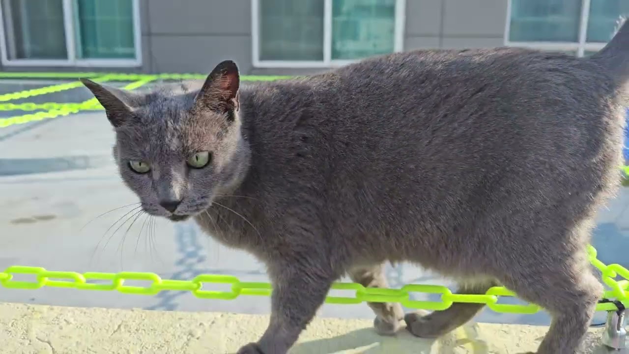 @옥상 지킴이 두부