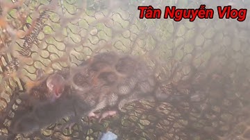 Bẫy Chuột Dín Nguyên Bầy Cống Nhum Tơ|||Tân Nguyễn Vlog 14
