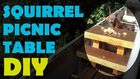I Made The CUTEST Squirrel And Bird Feeder | DIY Squirrel PICNIC TABLE Tutorial