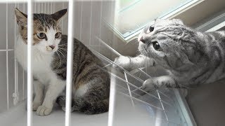 The seventh new cat appears! The Reaction of the Cats 【SURI&NOEL】