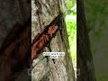 One of the trees that bees like | propolis #lomboknganggur