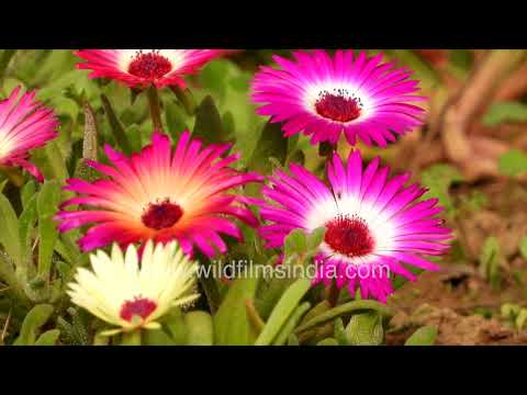 Livingstone daisies or Mesembryanthemum love the sun, they shut and hide when darkness calls!