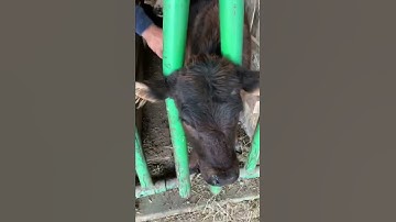 Giving the calves vaccines 💉 #shorts