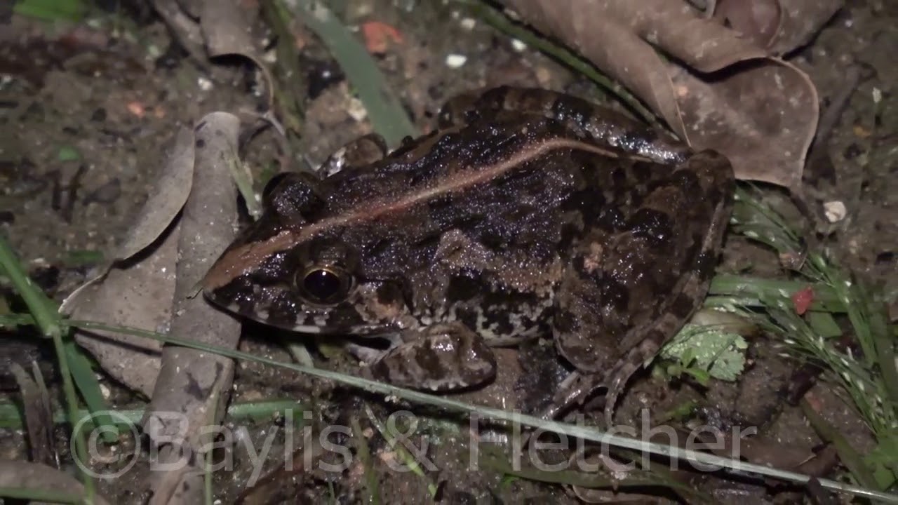 Asian Grass Frog, Malaysia. 20180426_212737.m2ts