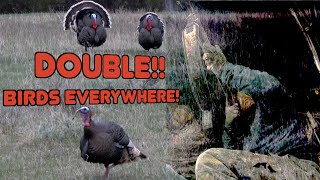 Two Toms Down! | Merriam Long Beards | Wyoming Turkey Hunt by Weekend Woodsmen 494 views 2 years ago 6 minutes, 29 seconds