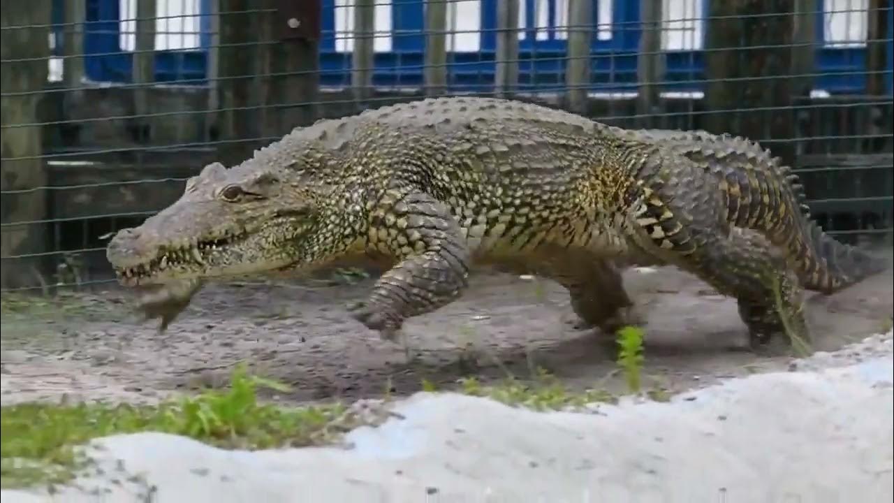 Бег крокодила - YouTube