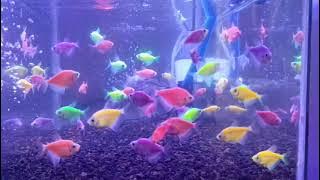 Ikan lucu warna warni menari kesana kemari di dalam Aquarium