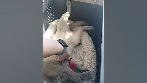 Watch the video about Luna Blu. My blue mink tonkinese.