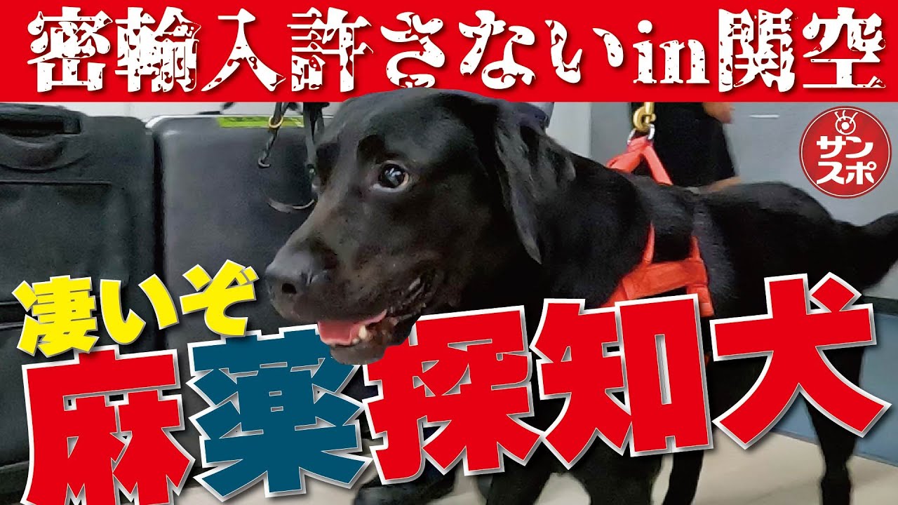【関空の守護神だ麻薬探知犬】「空の日」フェスティバルで見せた百発百中デモに拍手喝采!