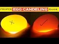 How to check if egg is Fertile - Budgie Egg Candling Guide