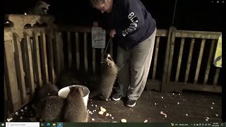 Saturday August 5 - Raining And Lots Of Raccoon Babies At The Diner