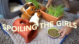 Buying My Guinea Pigs Everything They Want | GuineaDad