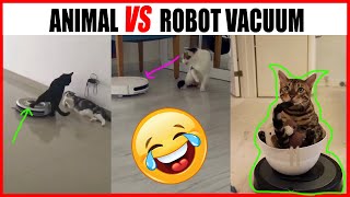 Animal vs Robot Vacuum | Cat vs robot vacuum cleaner