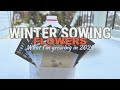 Flower seeds im winter sowing in 2024