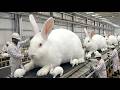 Inside Modern Fur Blanket Manufacturing | Full Production Tour