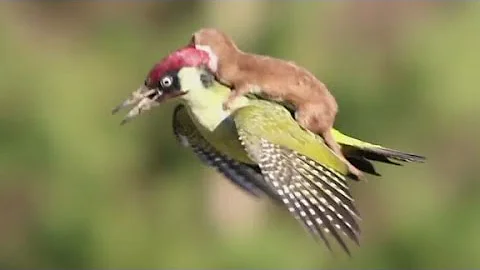 Weasel rides woodpecker; Internet goes crazy