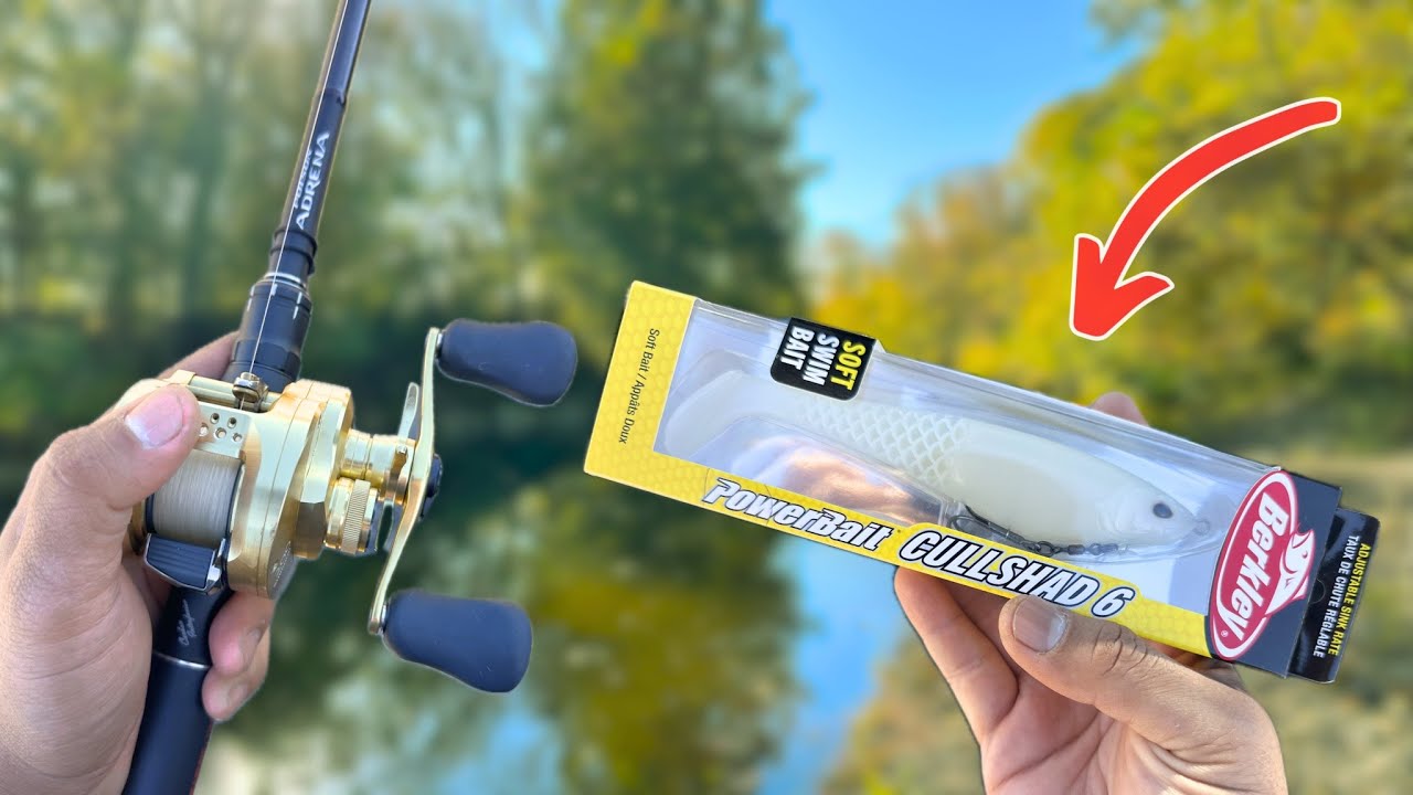 Fall Swimbait Fishing With Berkley CULL SHAD 6 ( THANK YOU 1000 SUBSCRIBERS )
