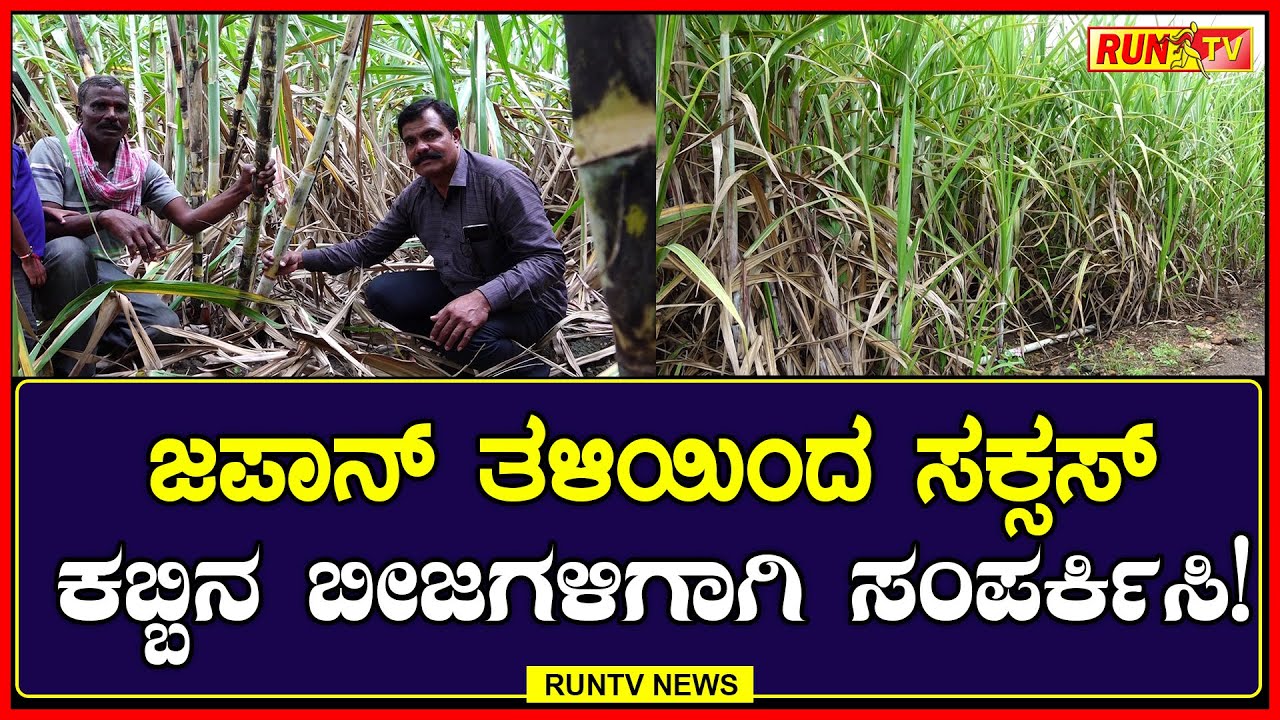 ಜಪಾನ್ ತಳಿಯಿಂದ ಸಕ್ಸಸ್ – ಕಬ್ಬಿನ ಬೀಜಗಳಿಗಾಗಿ ಸಂಪರ್ಕಿಸಿ!