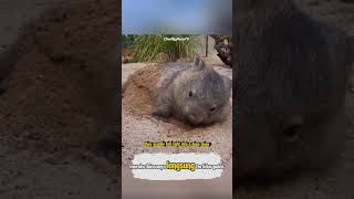 Wombat Lucu Ini Ternyata Punya Pertahanan Paling Unik! #youtubeshorts #feedshorts #wombat