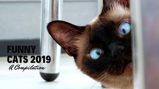 Ultimate Cat Compilation 2019 - Cat Memes - The Ultimate Compilation of 2019