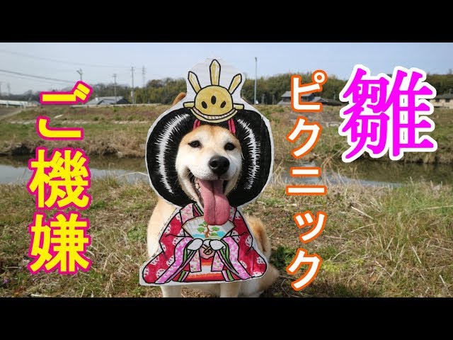 柴犬小春　【笑顔連発！】桃の節句は雛ピクニックが楽しい＾＾