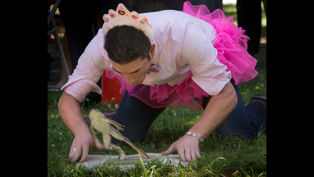 Annual frog jumping contest at state Capitol in Sacramento YouTube