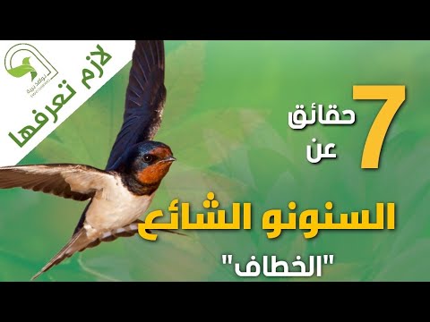 السنونو الشائع الطائر الذي يأكل مليون حشرة