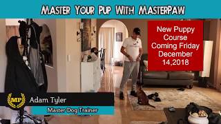 How to improve your puppy focus from the new puppy course coming Friday Malinois by MasterPaw 4,244 views 5 years ago 2 minutes, 49 seconds