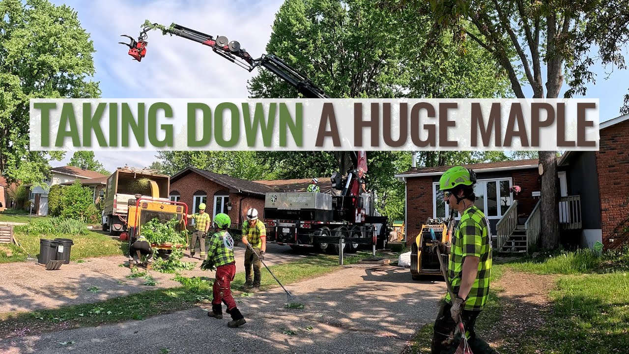 Taking Down a Huge Maple with a Grapple-Saw Truck - YouTube
