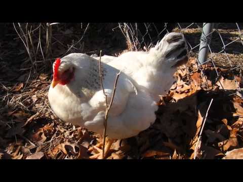 Chicken with Botulism, Mareks disease, or something else? Your call!!