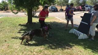 Cava doing flyball wall work