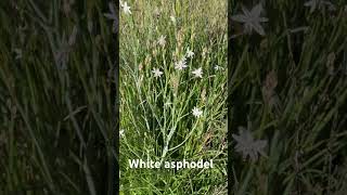 ASPHODELUS ALBUS(white asphodel)