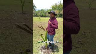 A qué distancia sembrar LAS PLANTAS DE COCO? #coconut #cocos