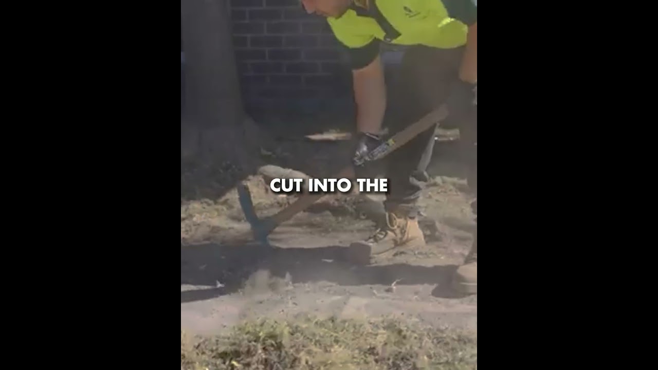 Why You Shouldn't Lay New Turf Under Big Trees? Why You Shouldn't Lay New Turf Under Big Trees?