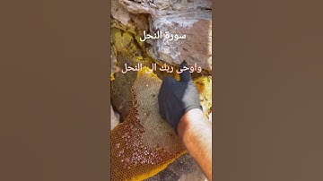 (سورة النحل) واوحى ربك الى النحل ان اتخذي من الجبال... #الشيخ عبد الباسط عبد الصمد #اكسبلور