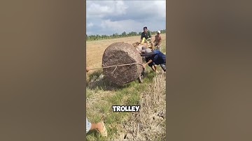 How Vietnam Transplant Full Coconut Trees 😱