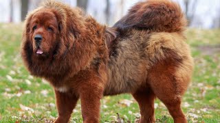15 Rarest Dog Breeds in the World