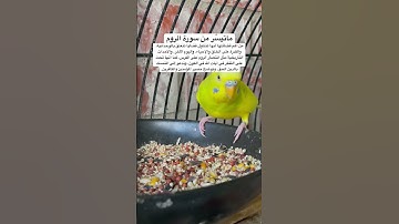 #سورة_الروم #قرآن #المصحف #ميثم_التمار #العراق #مصر #طيور #quran #birds #budgies #america #texas