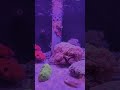 【魚津水族館】サンゴ礁コーナー✨#shorts