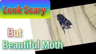 Moth Look Scary But Multi Colours 🤩🤗 in side the house ✌️#pets #moth #multicolor #butterfly by Nini Nature Collection 🌶️ 5 views 6 days ago 2 minutes, 47 seconds