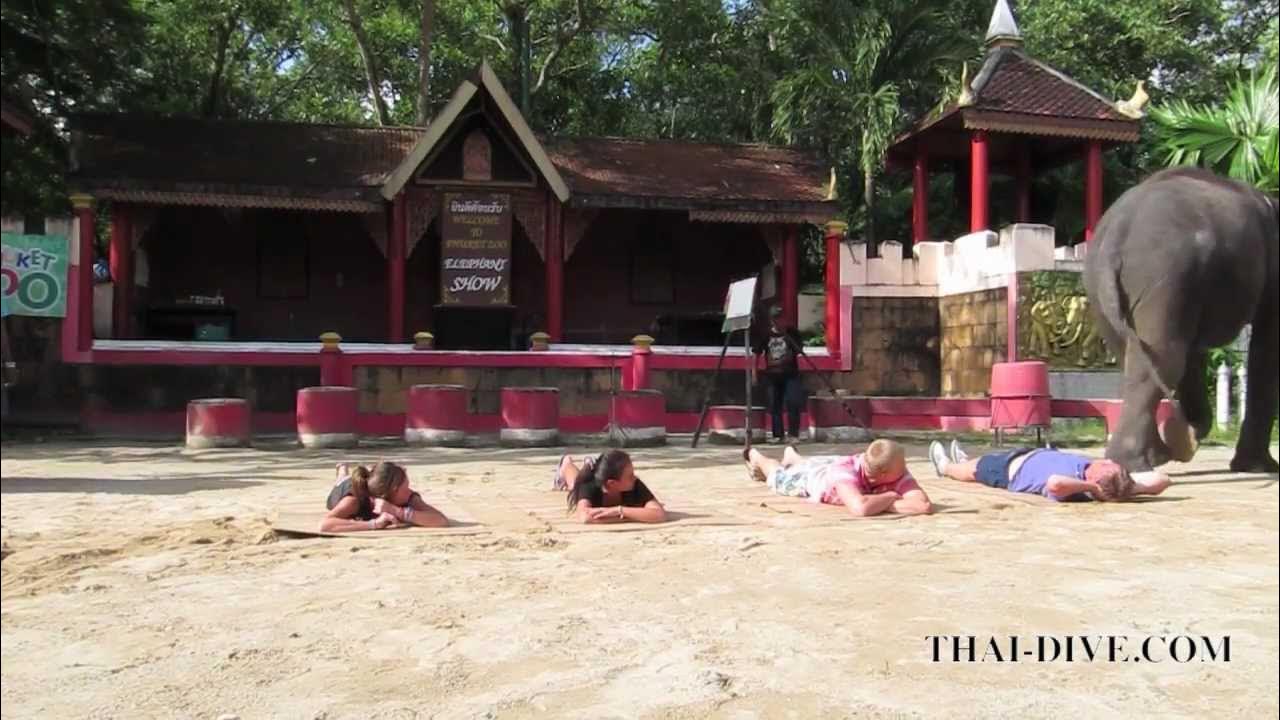 Слон раздавил человека. Слон раздавил человека. Слон раздавил человека. Слон раздавил человека. Раздавливание слонами.