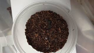 Feeding My Scorpions Lychas Tricarinatus Part 1