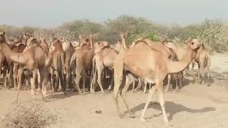 camel good video@Baabetharvijuto- by Animal thar parkar 11,445 views 2 months ago 2 minutes, 5 seconds