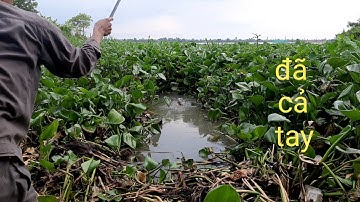 Câu cá rô đồng.Trúng ổ cá rô dựt sướng cả tay