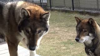 四国犬カナ ムスコにシッポ振ったと思いきや・・・
