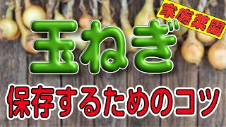 #17.【簡単】玉ねぎの保存方法【初心者もできる】【極早生・中晩生・晩生の違いとは？】