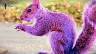 Purple Squirrel Search
